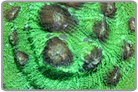 Green Chalice Coral